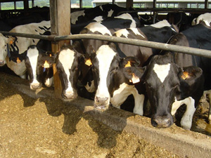 feed pellets for cattle
